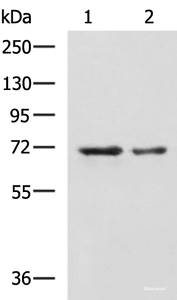 Western blot analysis of A172 and TM4 cell lysates using MYEF2 Polyclonal Antibody at dilution of 1:800