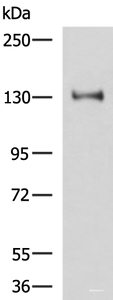 Western blot analysis of Hela cell lysate using PRPF40A Polyclonal Antibody at dilution of 1:800