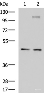 Western blot analysis of Jurkat and TM4 cell lysates using DNAJA4 Polyclonal Antibody at dilution of 1:650