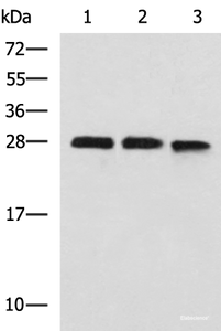 Western blot analysis of 293T and K562 cell lysates using PLEKHF2 Polyclonal Antibody at dilution of 1:1400