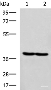 Western blot analysis of Hela and MCF7 cell lysates using RBM4 Polyclonal Antibody at dilution of 1:750