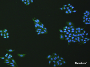 Immunofluorescence analysis of hepG2 cell using VNN1 Polyclonal Antibody at dilution of 1:100