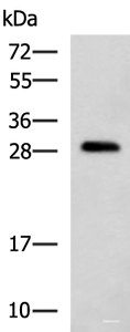 Western blot analysis of K562 cell lysate using CMTM2 Polyclonal Antibody at dilution of 1:1000