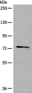 Western blot analysis of 293T cell lysate using NFKBIZ Polyclonal Antibody at dilution of 1:500