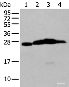 Western blot analysis of Mouse brain tissue Rat brain tissue Human cerebrum tissue Human cerebella tissue lysates using MOG Polyclonal Antibody at dilution of 1:250