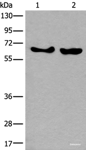 Western blot analysis of K562 and Hela cell lysates using BORA Polyclonal Antibody at dilution of 1:800