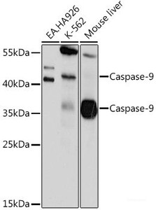 Western blot analysis of extracts of various cell lines using Caspase-9 Polyclonal Antibody at dilution of 1:1000.