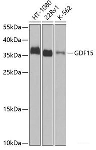 Western blot analysis of extracts of various cell lines using GDF15 Polyclonal Antibody at dilution of 1:1000.