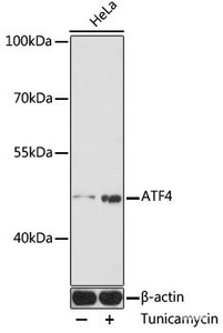 Western blot analysis of extracts of HeLa cells using ATF4 Polyclonal Antibody at dilution of 1:1000. HeLa cells were treated by tunicamycin (2 μg/ml) for 8 hours.