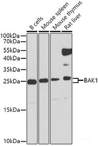 Western blot analysis of extracts of various cell lines using BAK1 Polyclonal Antibody at dilution of 1:1000.