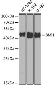 Western blot analysis of extracts of various cell lines using BMI1 Polyclonal Antibody at dilution of 1:1000.