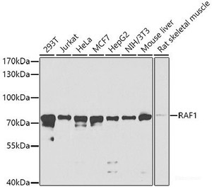 Western blot analysis of extracts of various cell lines using RAF1 Polyclonal Antibody at dilution of 1:1000.