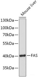 Western blot analysis of extracts of Mouse liver using FAS Polyclonal Antibody at dilution of 1:1000.