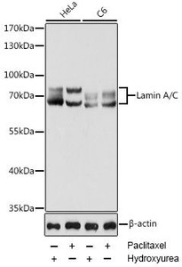 Western blot analysis of extracts of various cell lines using Lamin A/C Polyclonal Antibody at dilution of 1:1000. HeLa cells were treated by Hydroxyurea (4 mM) at 37°C for 20 hours or treated by Paclitaxel (100 nM/ml) at 37°C for 20 hours. C6 cells were treated by Hydroxyurea (4 mM) at 37°C for 20 hours or treated by Paclitaxel (100 nM) at 37°C for 20 hours.