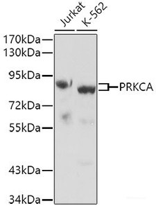 Western blot analysis of extracts of various cell lines using PRKCA Polyclonal Antibody.