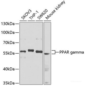 Western blot analysis of extracts of various cell lines using PPAR gamma Polyclonal Antibody at dilution of 1:1000.
