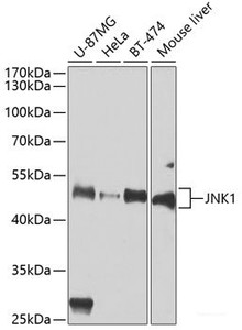 Western blot analysis of extracts of various cell lines using JNK1 Polyclonal Antibody at dilution of 1:1000.