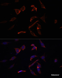 Immunofluorescence analysis of NIH-3T3 cells using MCL1 Polyclonal Antibody at dilution of 1:100 (40x lens) . Blue: DAPI for nuclear staining.