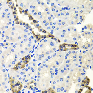Immunohistochemistry of paraffin-embedded Mouse kidney using ENDOG Polyclonal Antibody at dilution of 1:100 (40x lens) .