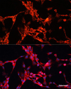 Immunofluorescence analysis of NIH/3T3 cells using GSK3A Polyclonal Antibody at dilution of 1:100. Blue: DAPI for nuclear staining.