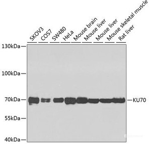 Western blot analysis of extracts of various cell lines using KU70 Polyclonal Antibody at dilution of 1:1000.