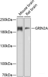 Western blot analysis of extracts of various cell lines using GRIN2A Polyclonal Antibody at dilution of 1:1000.
