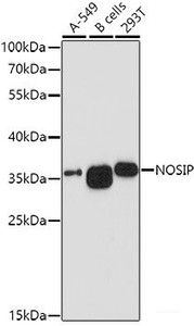 Western blot analysis of extracts of various cell lines using NOSIP Polyclonal Antibody at dilution of 1:1000.