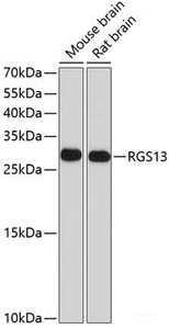 Western blot analysis of extracts of various cell lines using RGS13 Polyclonal Antibody at dilution of 1:1000.