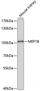 Western blot analysis of extracts of Mouse kidney using MEP1B Polyclonal Antibody at dilution of 1:1000.