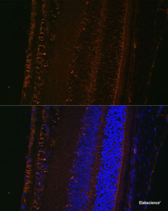 Immunofluorescence analysis of Mouse eye using LOXL1 Polyclonal Antibody at dilution of 1:100 (40x lens) . Blue: DAPI for nuclear staining.