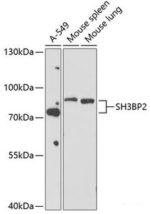 Western blot analysis of extracts of various cell lines using SH3BP2 Polyclonal Antibody at dilution of 1:1000.
