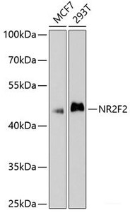 Western blot analysis of extracts of various cell lines using NR2F2 Polyclonal Antibody at dilution of 1:1000.