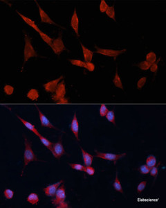 Immunofluorescence analysis of NIH-3T3 cells using DDAH1 Polyclonal Antibody at dilution of 1:100 (40x lens) . Blue: DAPI for nuclear staining.