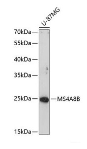 Western blot analysis of extracts of U-87MG cells using MS4A8B Polyclonal Antibody at dilution of 1:1000.