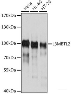 Western blot analysis of extracts of various cell lines using L3MBTL2 Polyclonal Antibody at dilution of 1:1000.