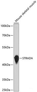 Western blot analysis of extracts of Mouse skeletal muscle using STRADA Polyclonal Antibody at dilution of 1:1000.