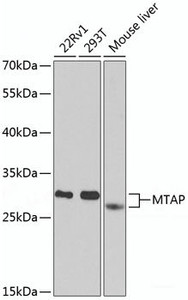 Western blot analysis of extracts of various cell lines using MTAP Polyclonal Antibody at dilution of 1:1000.