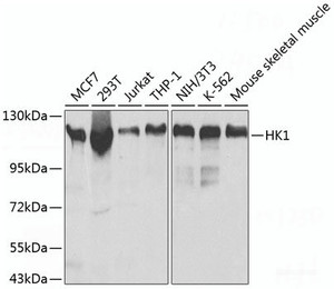 Western blot analysis of extracts of various cell lines using HK1 Polyclonal Antibody at dilution of 1:500.
