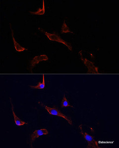 Immunofluorescence analysis of PC12 cells using LGR5 Polyclonal Antibody at dilution of 1:100.