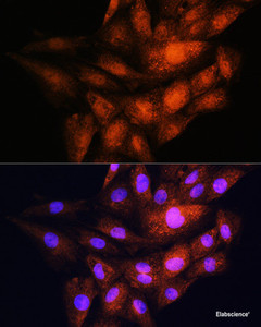 Immunofluorescence analysis of H9C2 cells using YWHAE Polyclonal Antibody at dilution of 1:100. Blue: DAPI for nuclear staining.