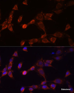 Immunofluorescence analysis of NIH-3T3 cells using PSMD14 Polyclonal Antibody at dilution of 1:100 (40x lens) . Blue: DAPI for nuclear staining.