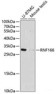 Western blot analysis of extracts of various cell lines using RNF166 Polyclonal Antibody at dilution of 1:1000.