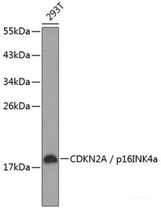 Western blot analysis of extracts of 293T cells using CDKN2A / p16INK4a Polyclonal Antibody.