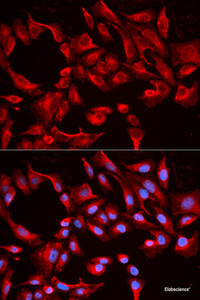 Immunofluorescence analysis of HeLa cells using BCL2L13 Polyclonal Antibody