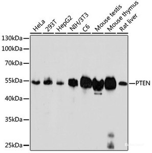 Western blot analysis of extracts of various cell lines using PTEN Monoclonal Antibody at dilution of 1:1000.