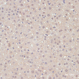 Immunohistochemistry of paraffin-embedded Rat liver using YAP1 Polyclonal Antibody at dilution of 1:100 (40x lens) .