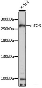 Western blot analysis of extracts of K-562 cells using mTOR Polyclonal Antibody at dilution of 1:1000.