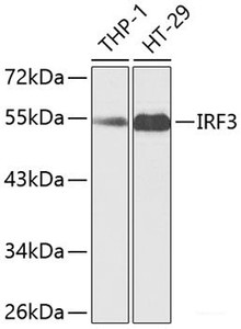 Western blot analysis of extracts of various cell lines using IRF3 Polyclonal Antibody at dilution of 1:1000.