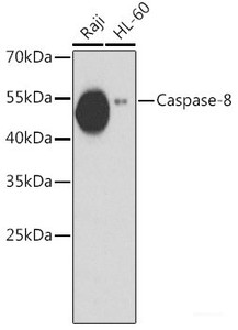 Western blot analysis of extracts of various cell lines using Caspase-8 Polyclonal Antibody at dilution of 1:1000.