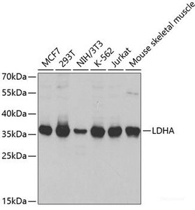 Western blot analysis of extracts of various cell lines using LDHA Polyclonal Antibody at dilution of 1:1000.